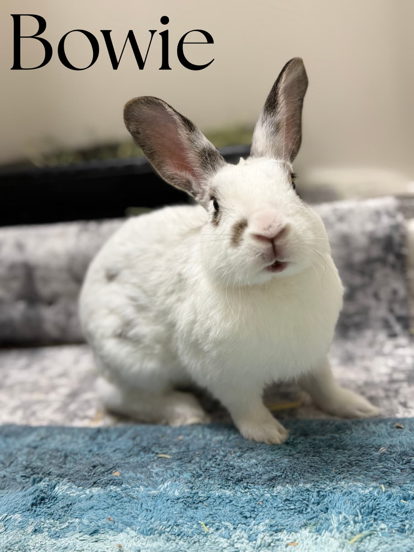 Bowie