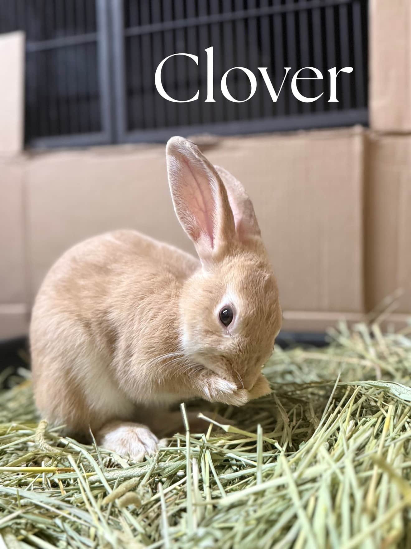 Clover