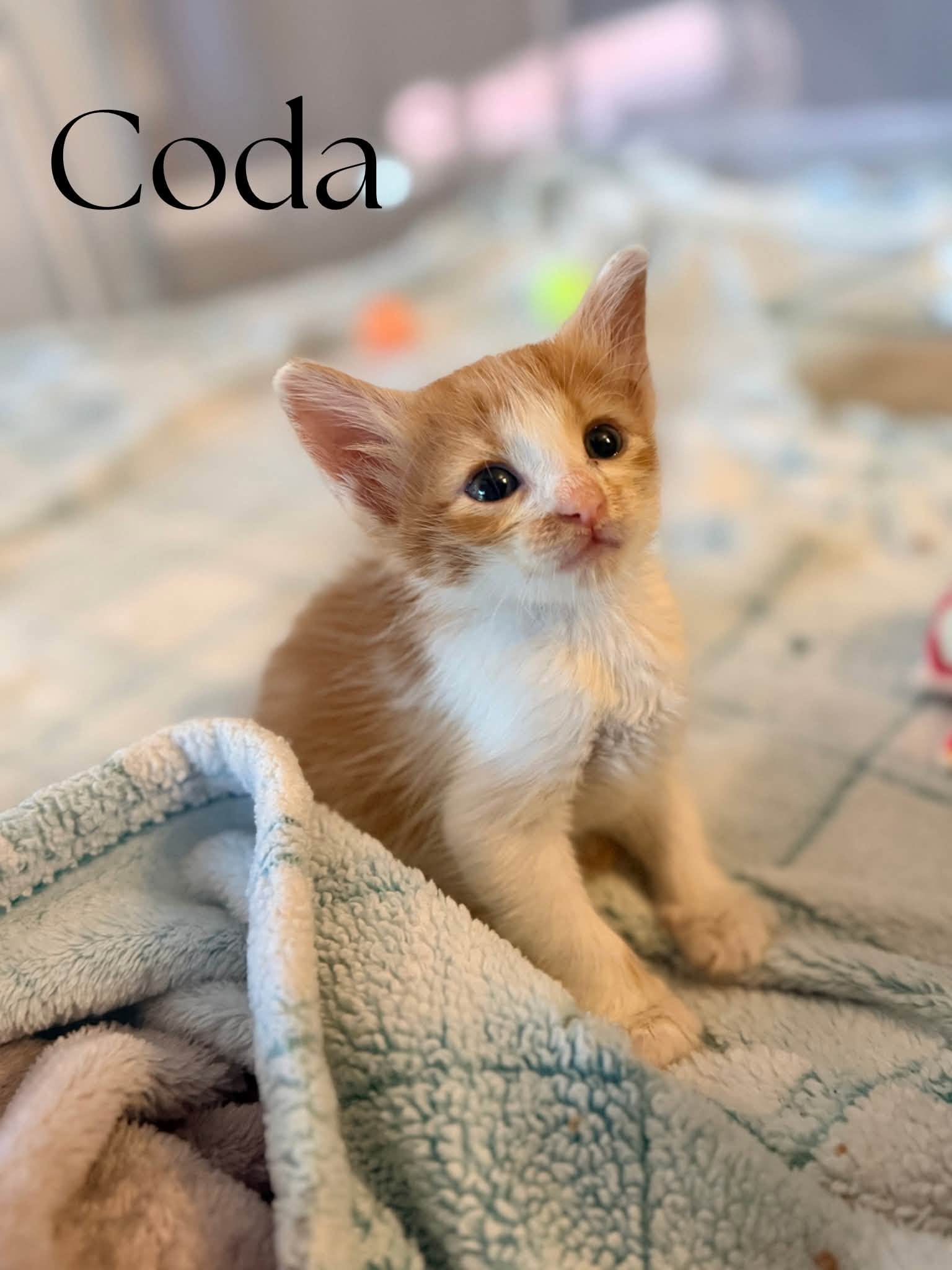 Coda