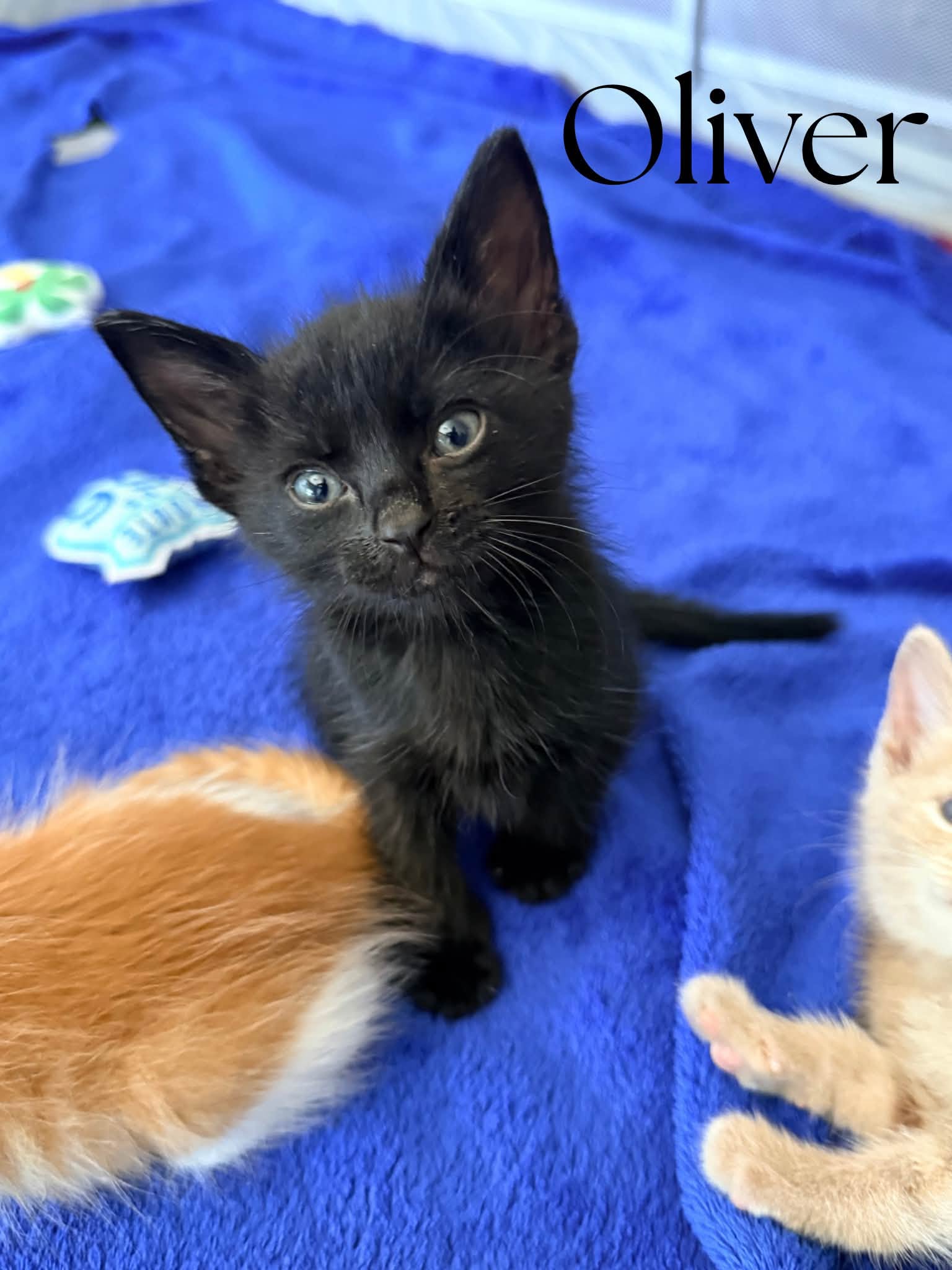 Oliver