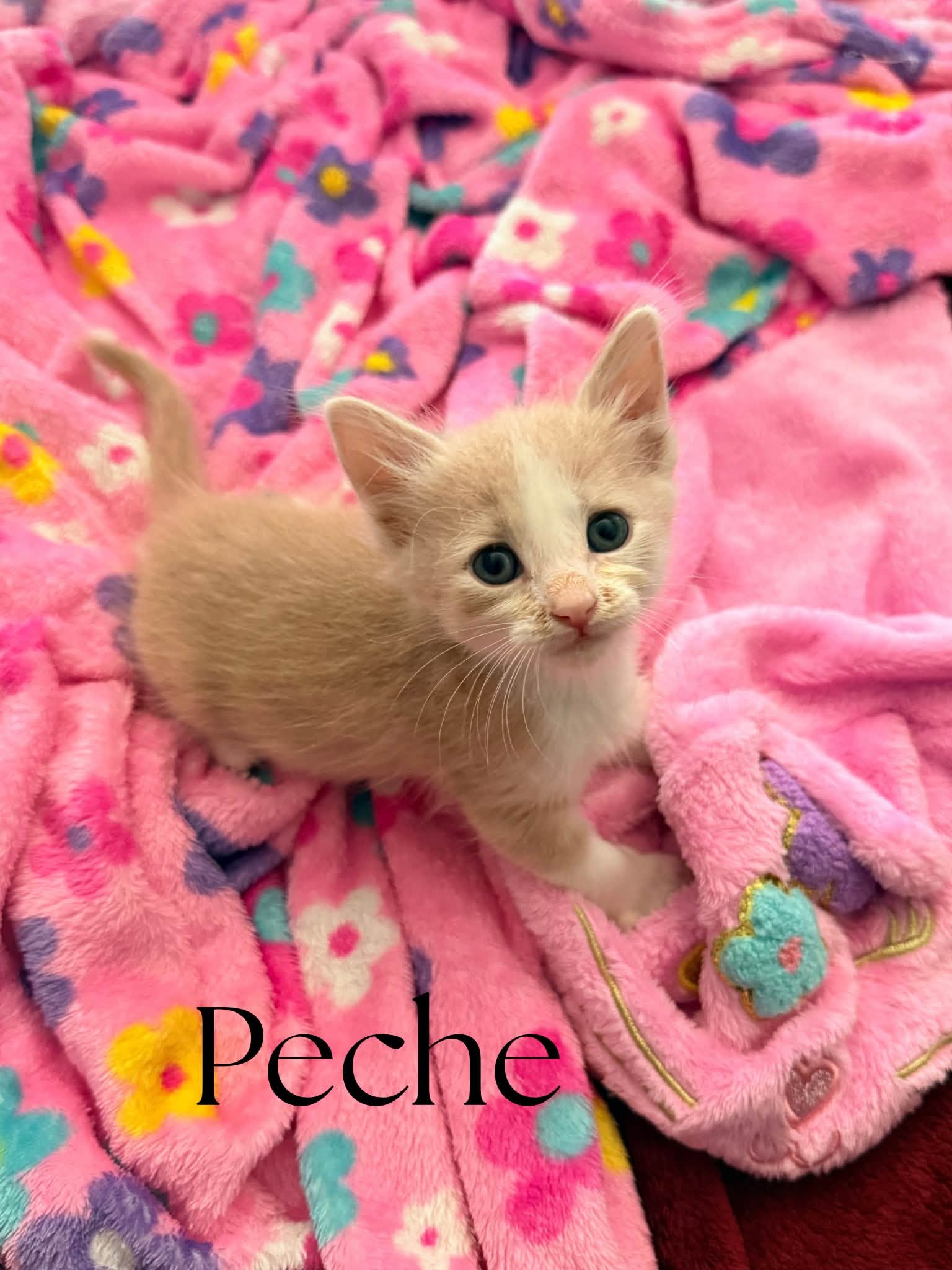 Peche