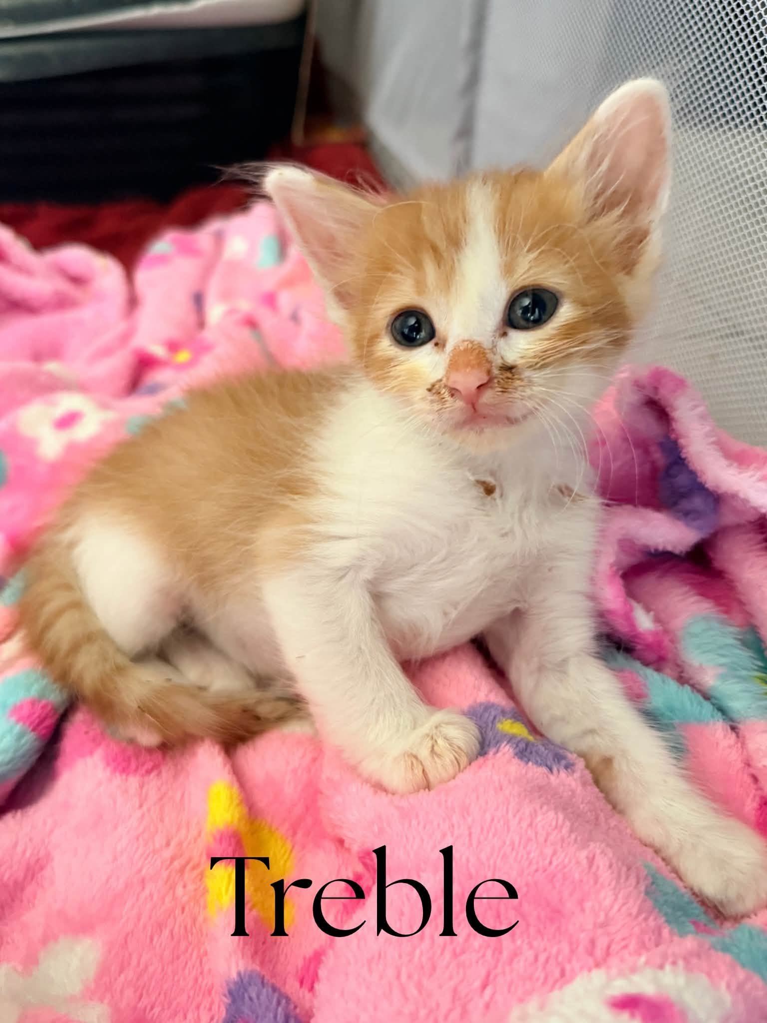 Treble